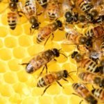 bees, hive, insects-326337.jpg